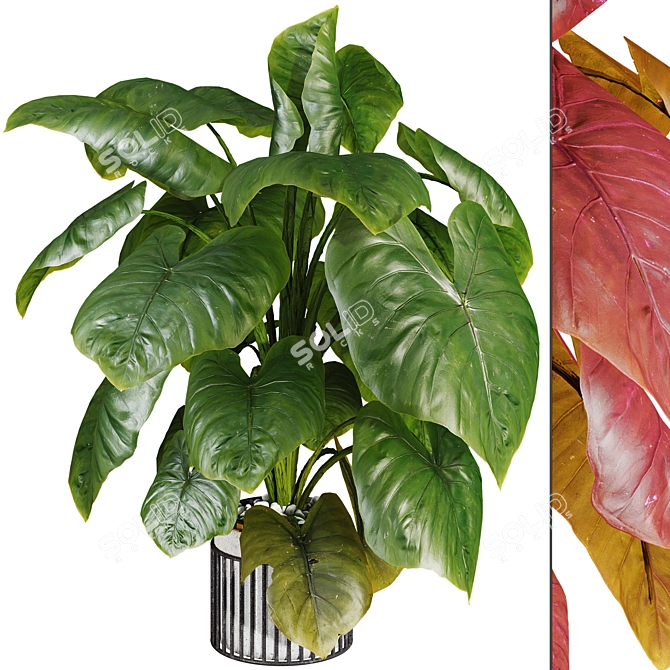  Indoor Elephant Ear Leaf Plant

---

Here is the translated and refined product description:

---

Max 2015 (Vray next 3.1 3D model image 1