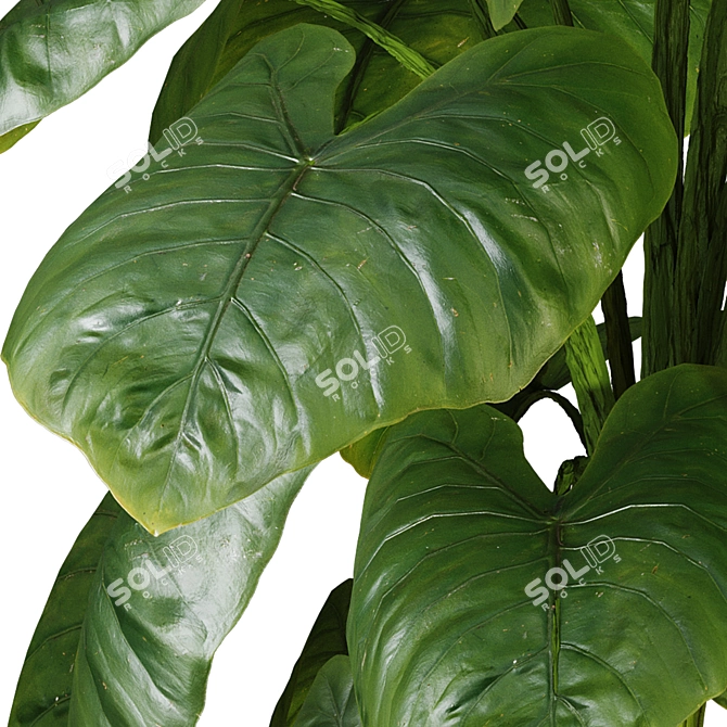  Indoor Elephant Ear Leaf Plant

---

Here is the translated and refined product description:

---

Max 2015 (Vray next 3.1 3D model image 6