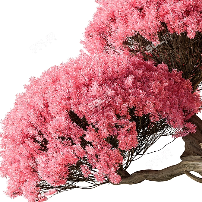 Pink Bonsai Indoor Plant 3D model image 2