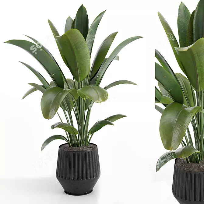 6-Pack Indoor Plant Set 3D model image 1