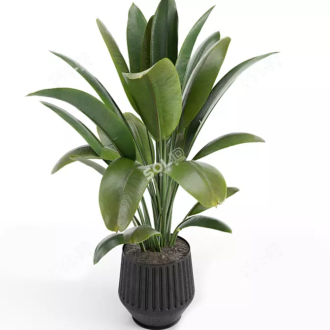 6-Pack Indoor Plant Set 3D model image 2