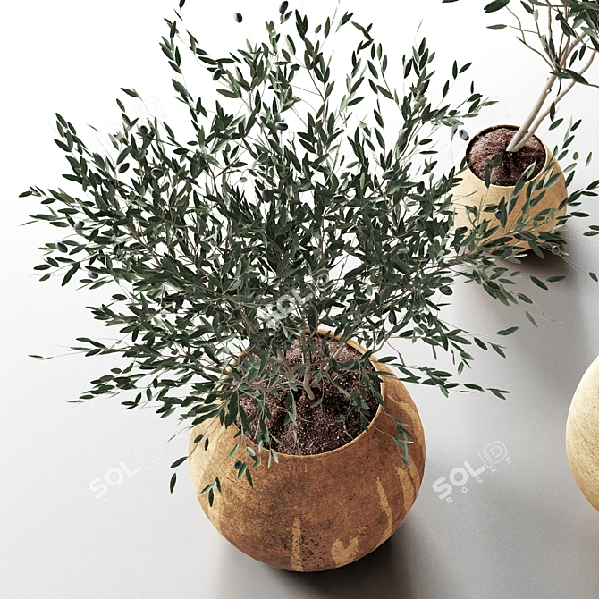 Modern Plant Collection 2015 3D model image 3