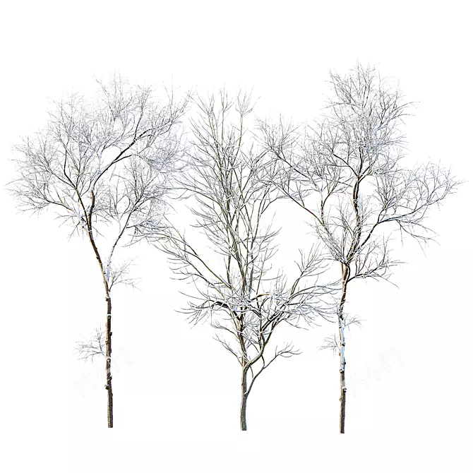 Winter Snow Trees 3D Models 3D model image 1