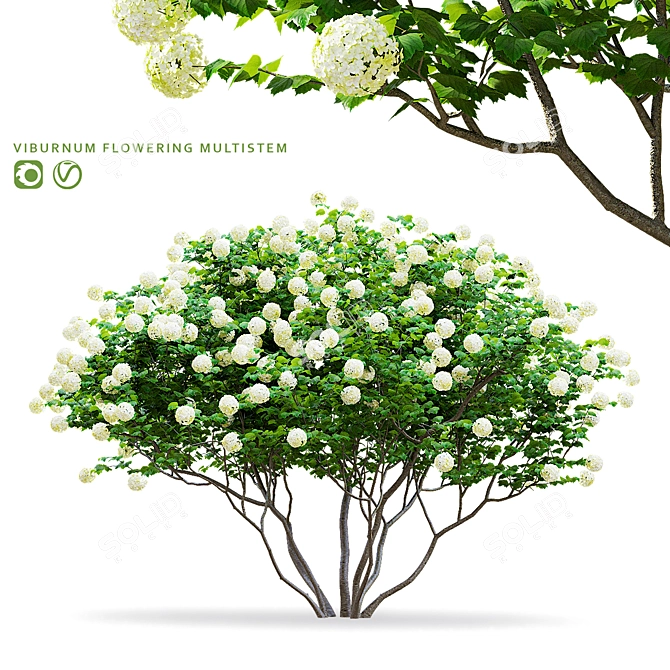 Flowering Viburnum Multistem 3D Model 3D model image 1