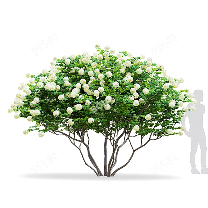 Flowering Viburnum Multistem 3D Model 3D model image 2