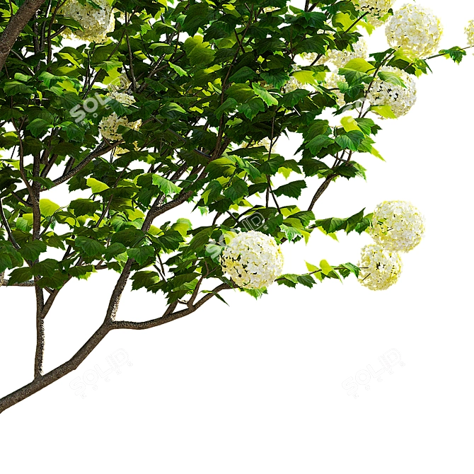 Flowering Viburnum Multistem 3D Model 3D model image 3