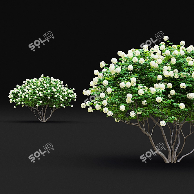 Flowering Viburnum Multistem 3D Model 3D model image 5