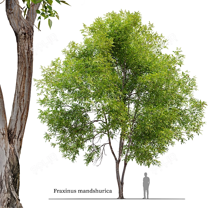 Manchurian Ash Tree 3D Model 3D model image 1