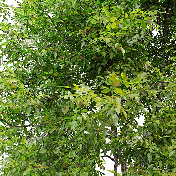 Manchurian Ash Tree 3D Model 3D model image 2