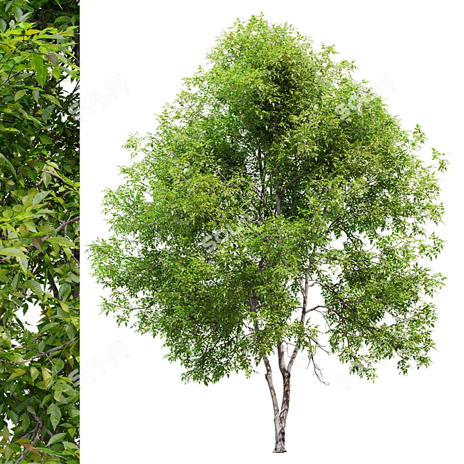 Manchurian Ash Tree 3D Model 3D model image 4