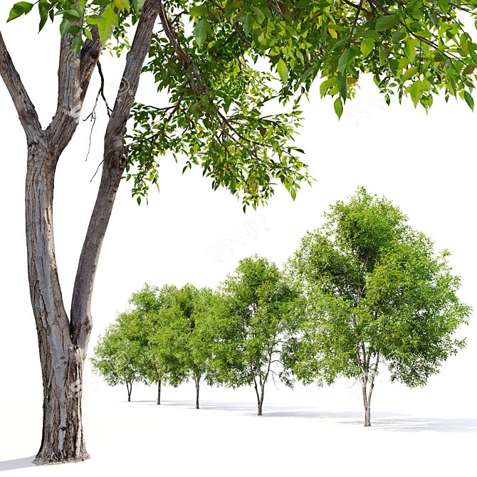 Manchurian Ash Tree 3D Model 3D model image 5