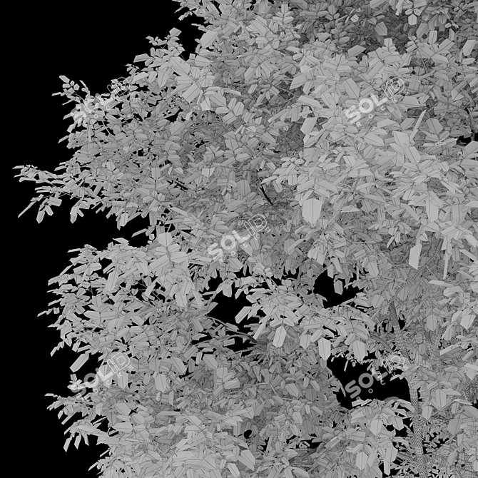 Manchurian Ash Tree 3D Model 3D model image 6