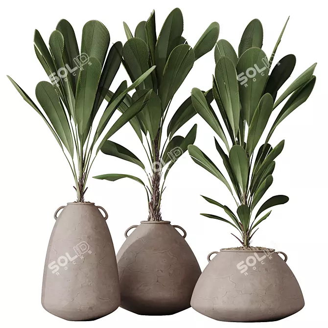 Exotic Licuala Grandis Palm Set 3D model image 1