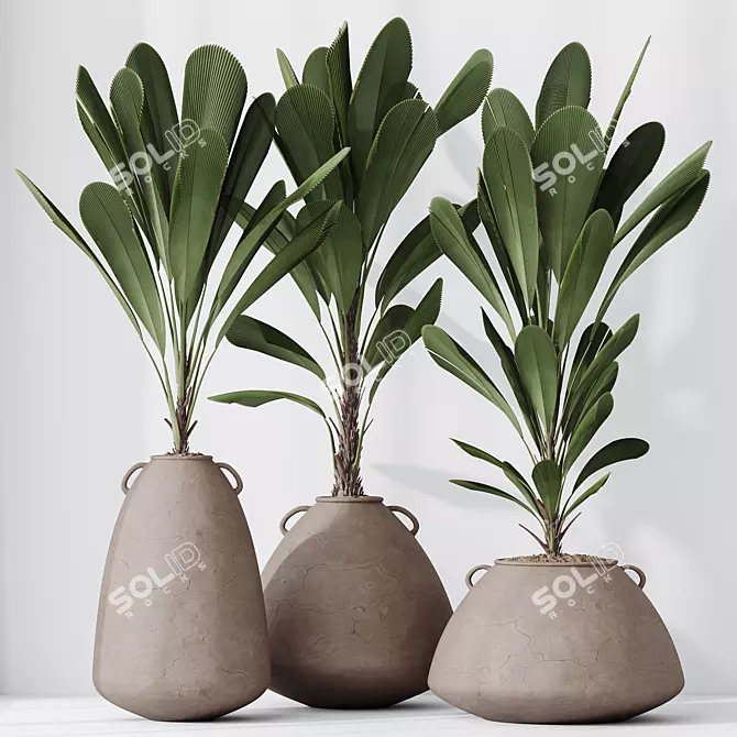 Exotic Licuala Grandis Palm Set 3D model image 4