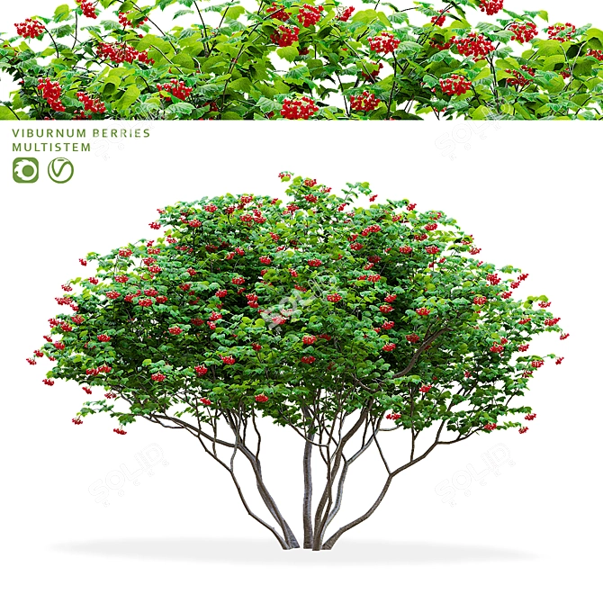 Viburnum Berries Multistem Plant Bundle 3D model image 1