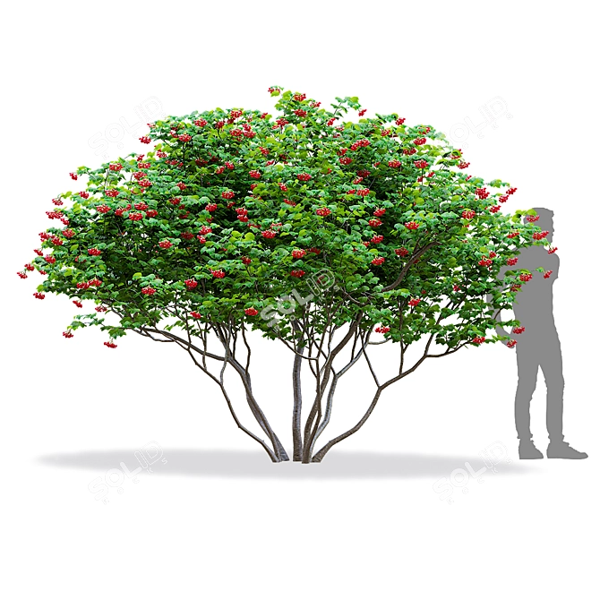 Viburnum Berries Multistem Plant Bundle 3D model image 2