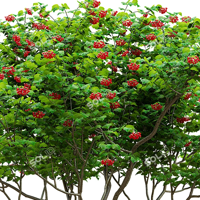 Viburnum Berries Multistem Plant Bundle 3D model image 3