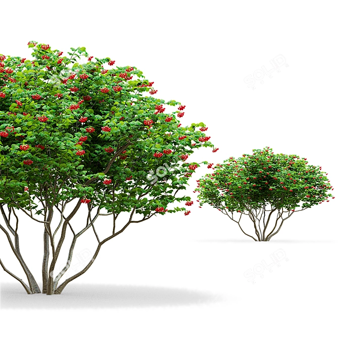 Viburnum Berries Multistem Plant Bundle 3D model image 4