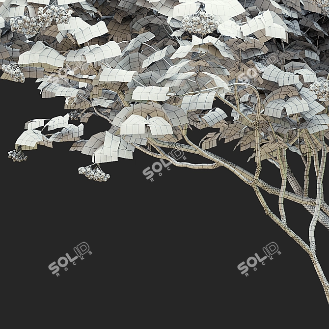 Viburnum Berries Multistem Plant Bundle 3D model image 6