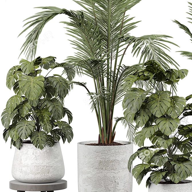 Botanical Beauty 2015 Indoor Plant 3D model image 2