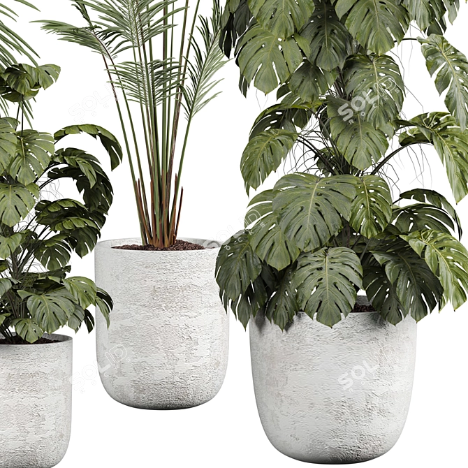 Botanical Beauty 2015 Indoor Plant 3D model image 3