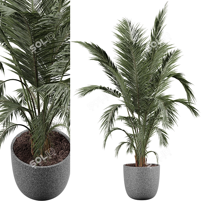 Modern Indoor Plant 3D Model 3D model image 1