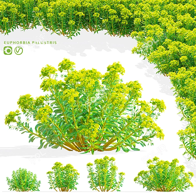 Marsh Spurge 3D Models Collection 3D model image 1