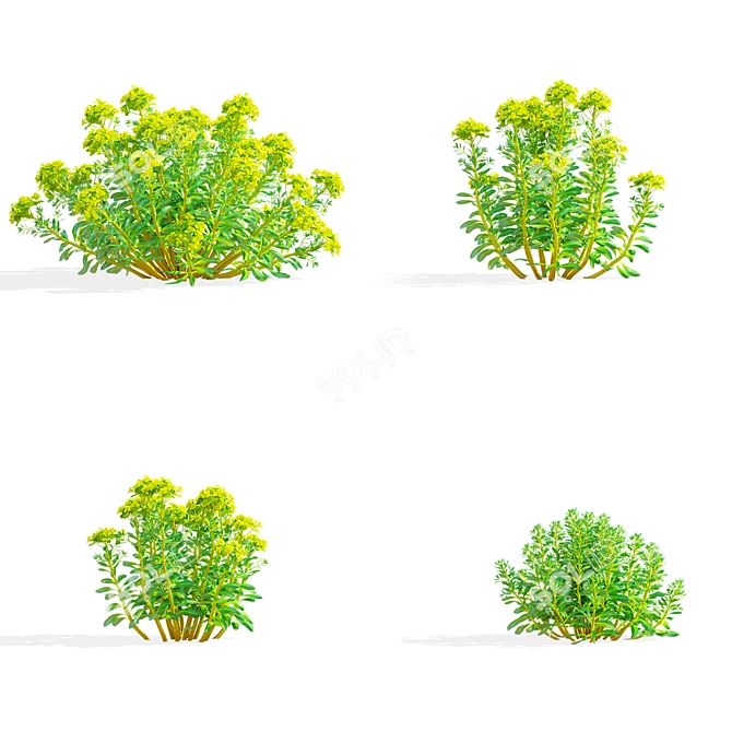 Marsh Spurge 3D Models Collection 3D model image 2
