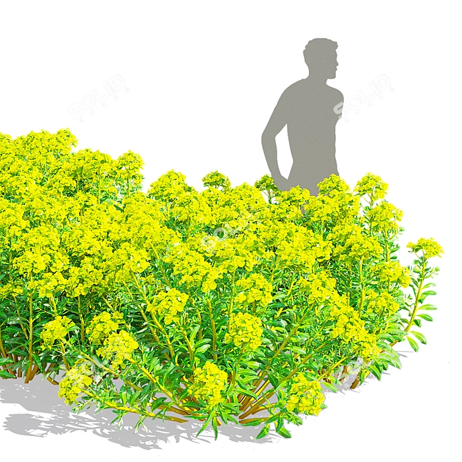 Marsh Spurge 3D Models Collection 3D model image 3