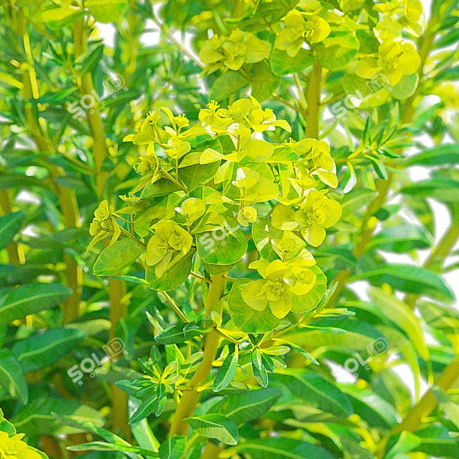 Marsh Spurge 3D Models Collection 3D model image 5