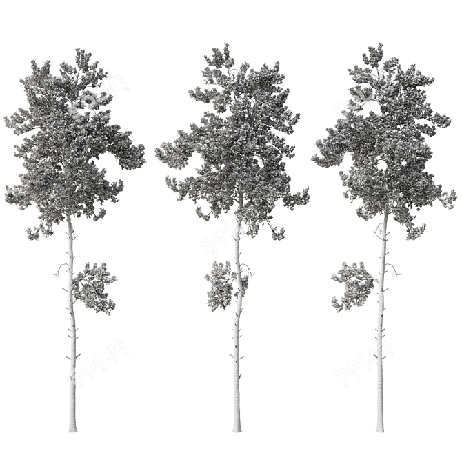 Forest Pine Tree 15m Model 3D model image 3