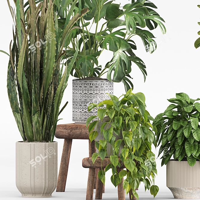 Natural Indoor Plants on Table 3D model image 6