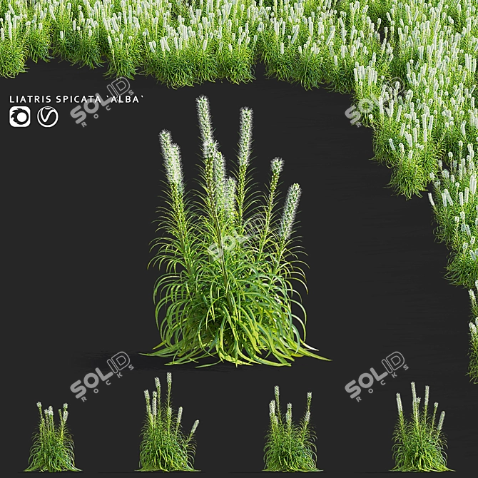 White Liatris Flowers Collection 3D model image 1