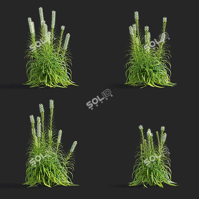 White Liatris Flowers Collection 3D model image 2