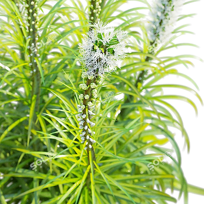 White Liatris Flowers Collection 3D model image 4