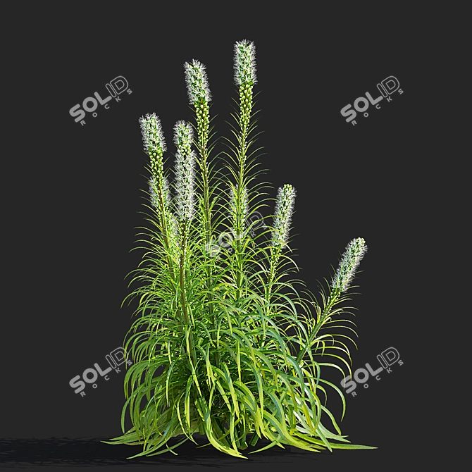 White Liatris Flowers Collection 3D model image 6