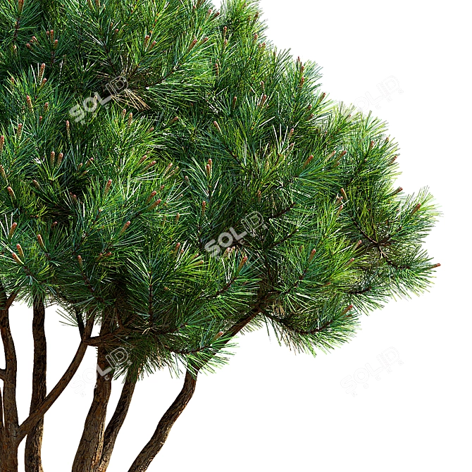 Mountain Pine 3D Model Bundle 3D model image 2