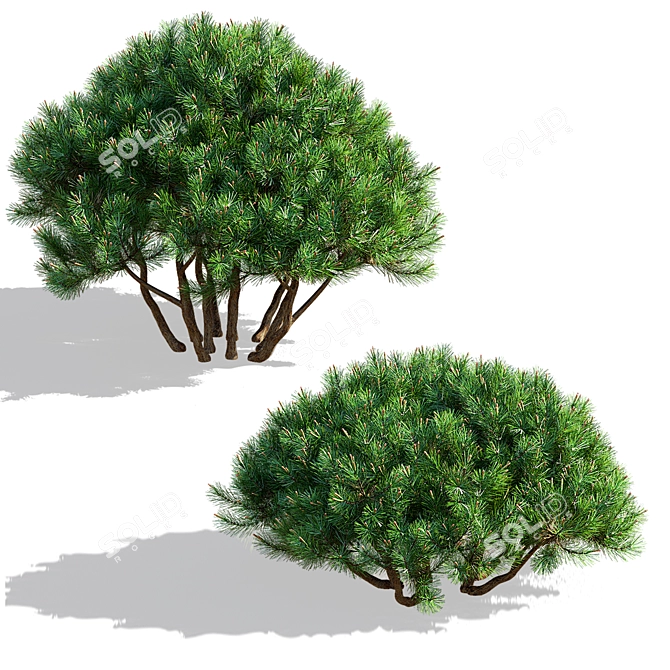 Mountain Pine 3D Model Bundle 3D model image 7