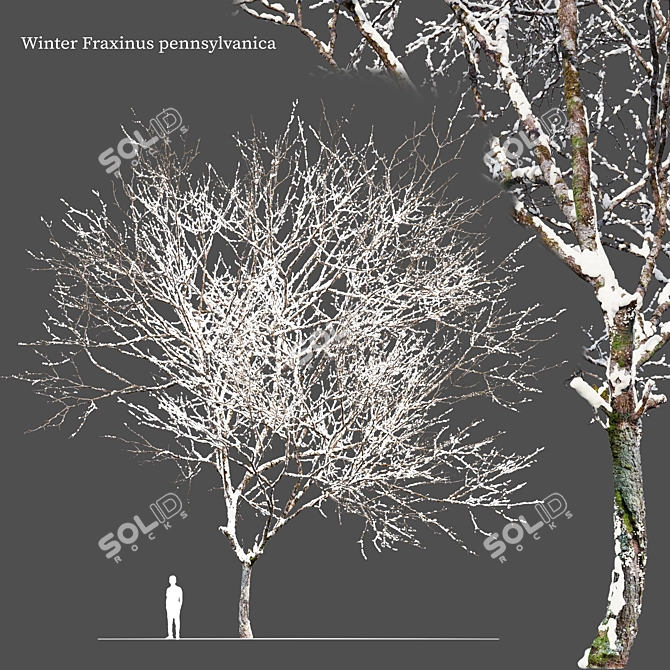 Green Ash 3D Tree Model 3D model image 1