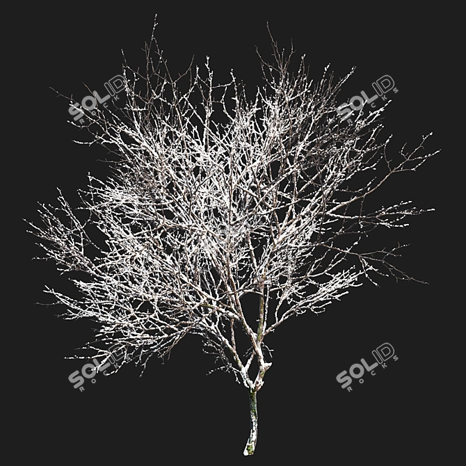 Green Ash 3D Tree Model 3D model image 2