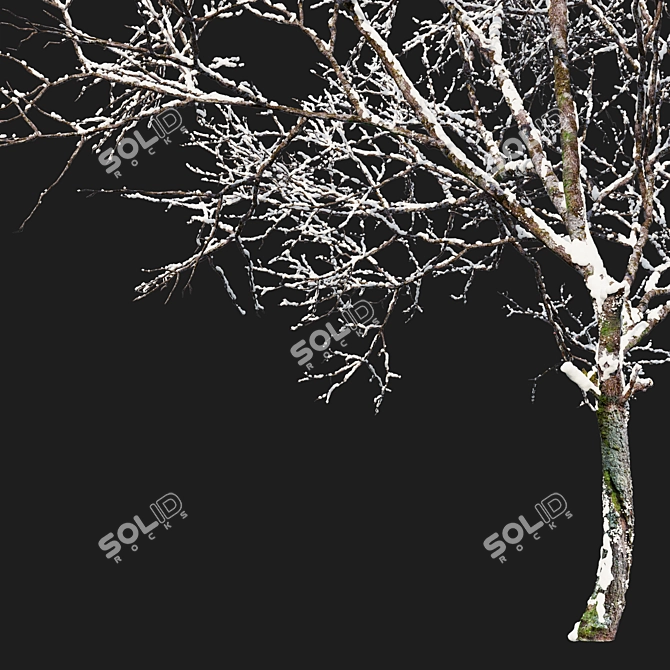 Green Ash 3D Tree Model 3D model image 3