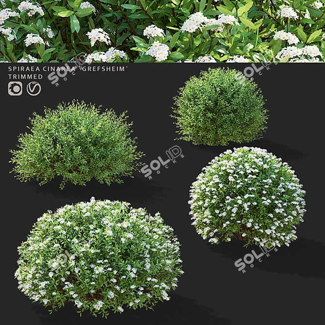 Gray Spiraea Trimmed Bushes Kit 3D model image 1