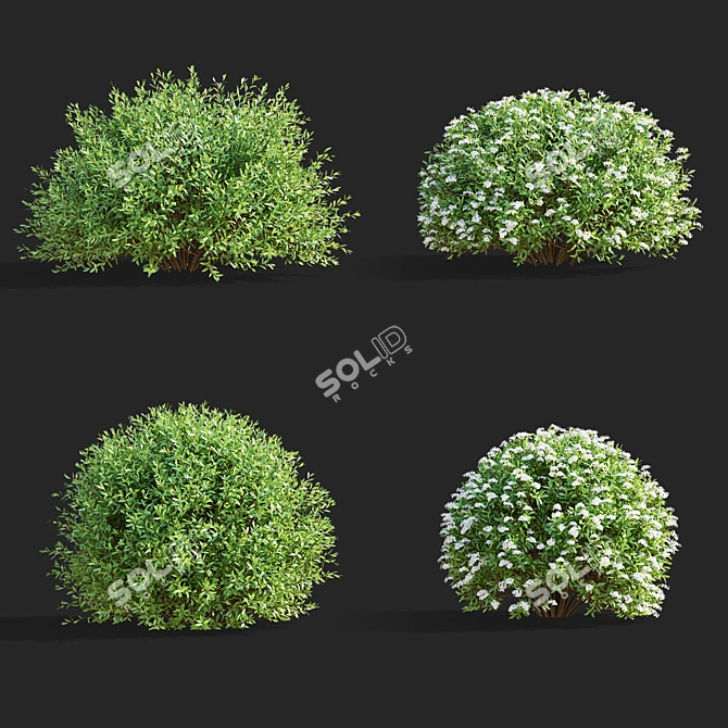 Gray Spiraea Trimmed Bushes Kit 3D model image 2