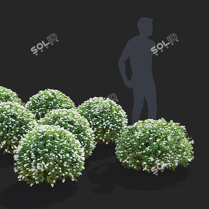 Gray Spiraea Trimmed Bushes Kit 3D model image 3