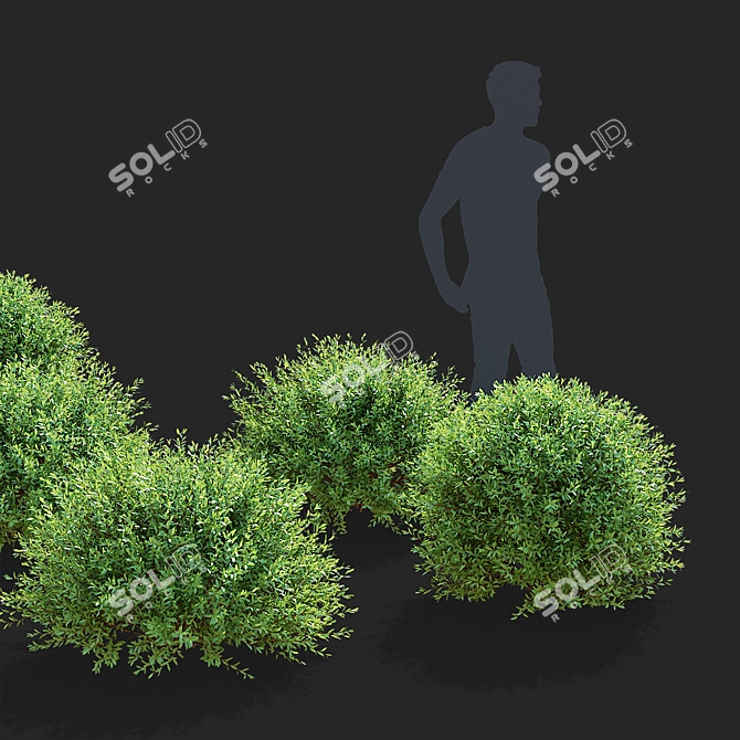 Gray Spiraea Trimmed Bushes Kit 3D model image 4