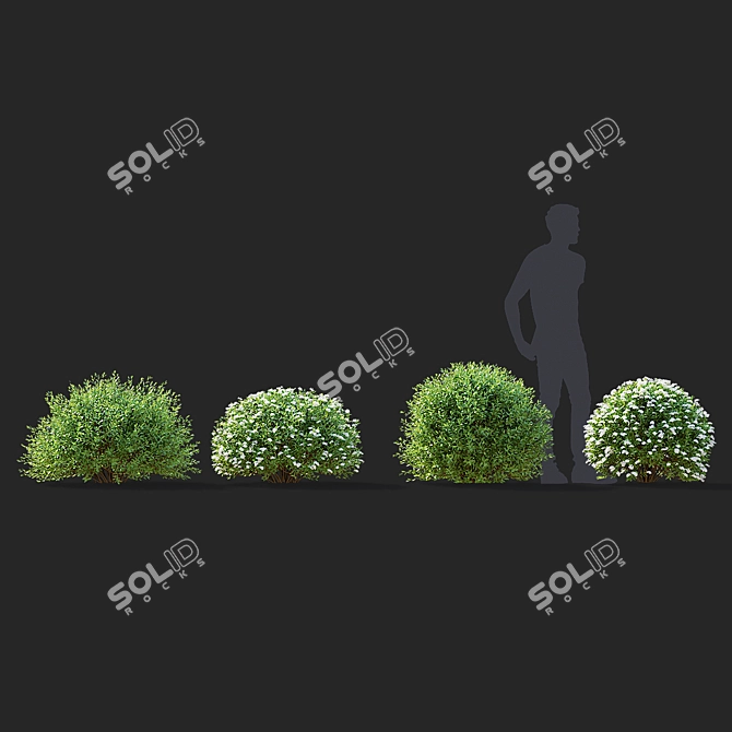 Gray Spiraea Trimmed Bushes Kit 3D model image 5