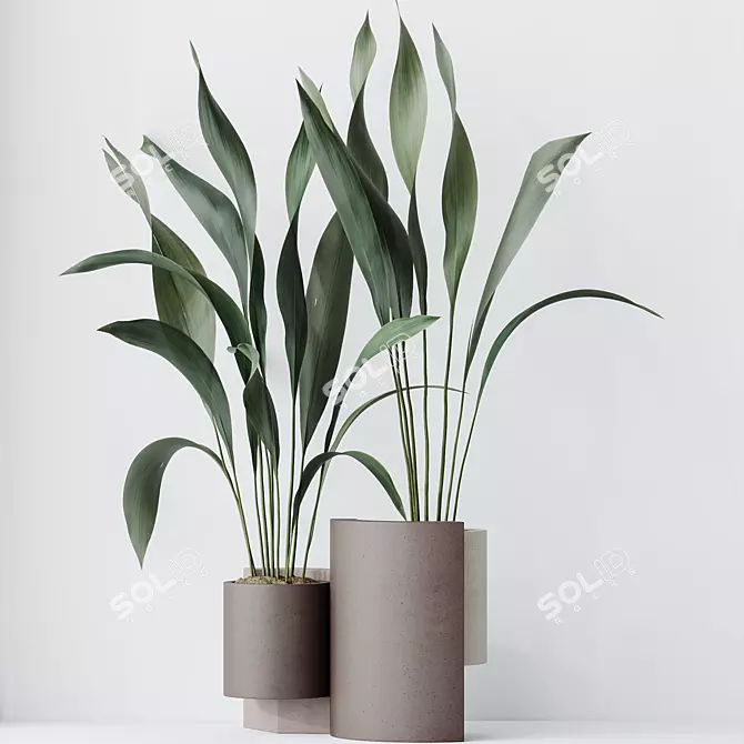 Hardy Aspidistra Cast Iron Plants 3D model image 2