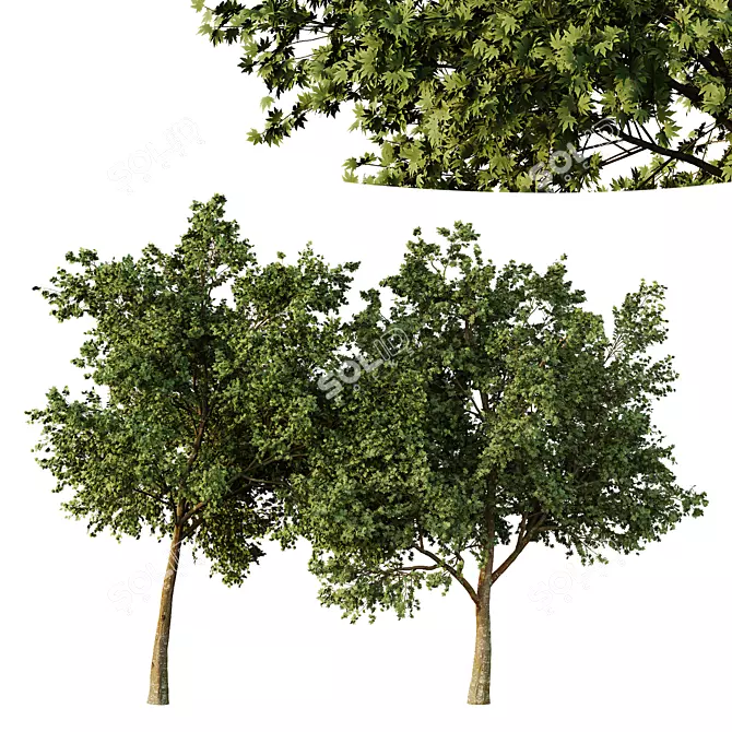 Sycamore Tree Models Pack 3D model image 1