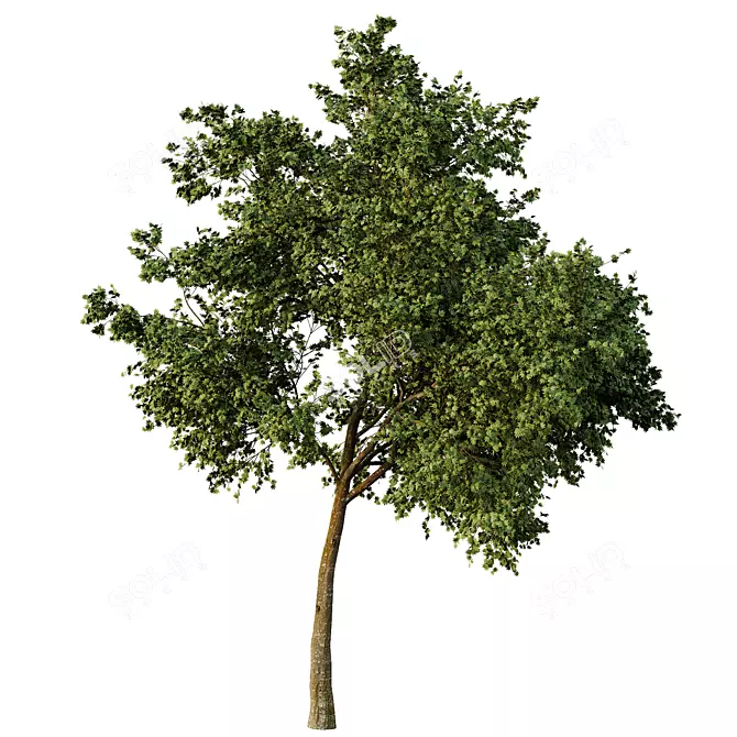 Sycamore Tree Models Pack 3D model image 2