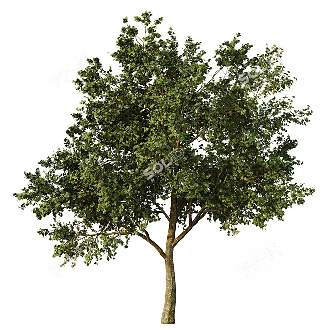 Sycamore Tree Models Pack 3D model image 3